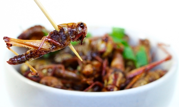 សត្វល្អិតបំពង